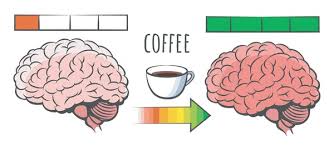 Brain Function