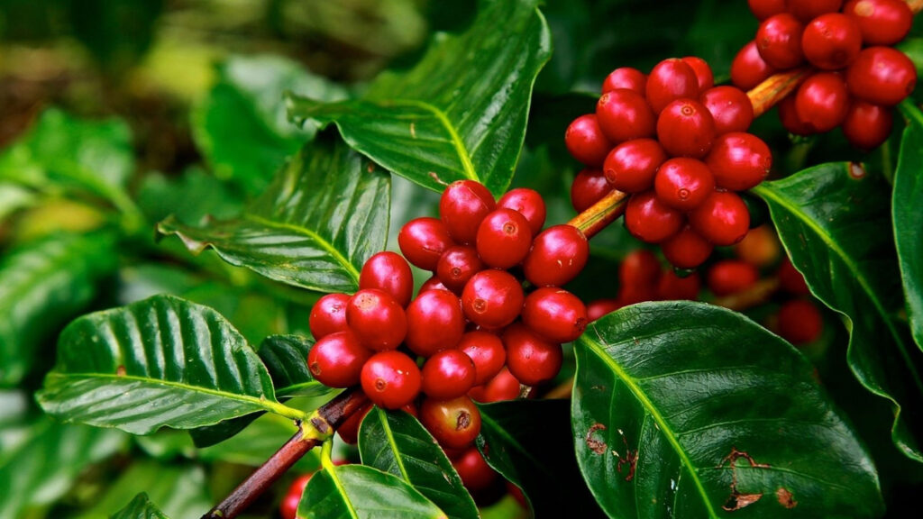 Coffee Cherries
